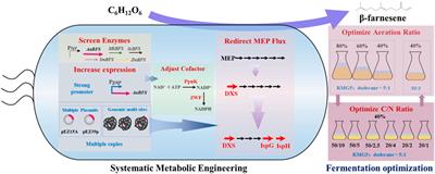 Systematic metabolic engineering of Zymomonas mobilis for β-farnesene production